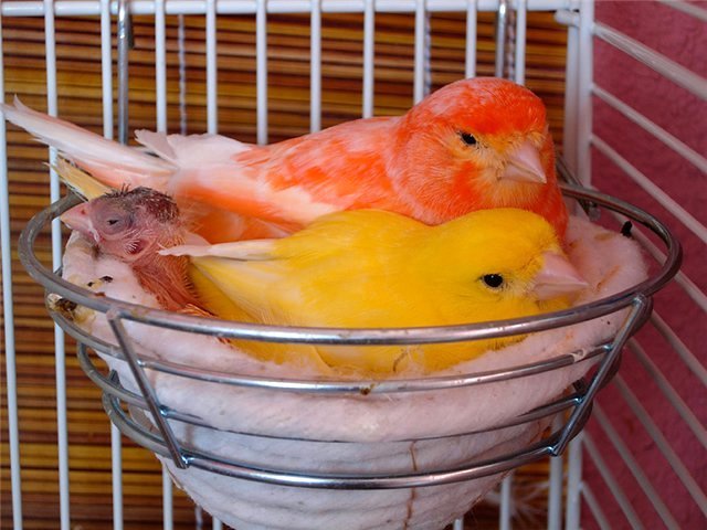 Содержание канареек и уход за ними в Сухиничах