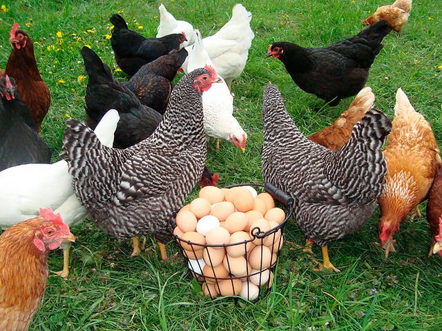 Содержание кур и уход за ними | ЗооТом - продажа, вязка и услуги для животных в Сухиничах