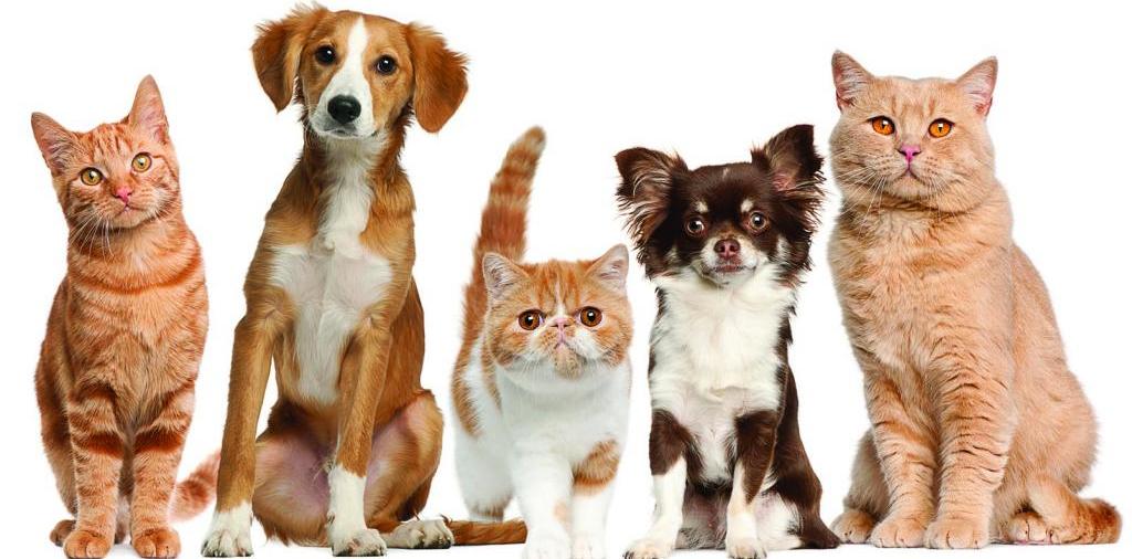 Доска объявлений о животных | ЗооТом - продажа, вязка и услуги для животных в Сухиничах