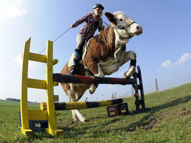 Статьи о коровах в Сухиничах | ЗооТом портал о животных
