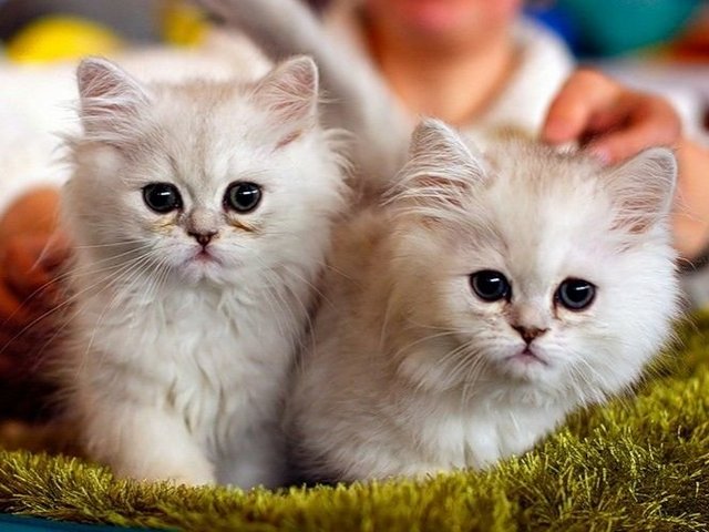 Породы кошек в Сухиничах | ЗооТом портал о животных