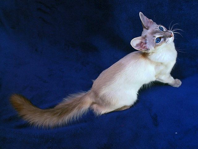 Выведенные породы кошек в Сухиничах | ЗооТом портал о животных