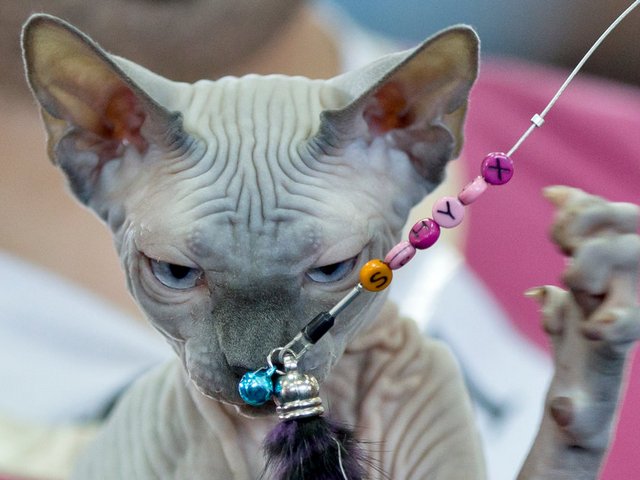 Выставки кошек в Сухиничах | ЗооТом портал о животных