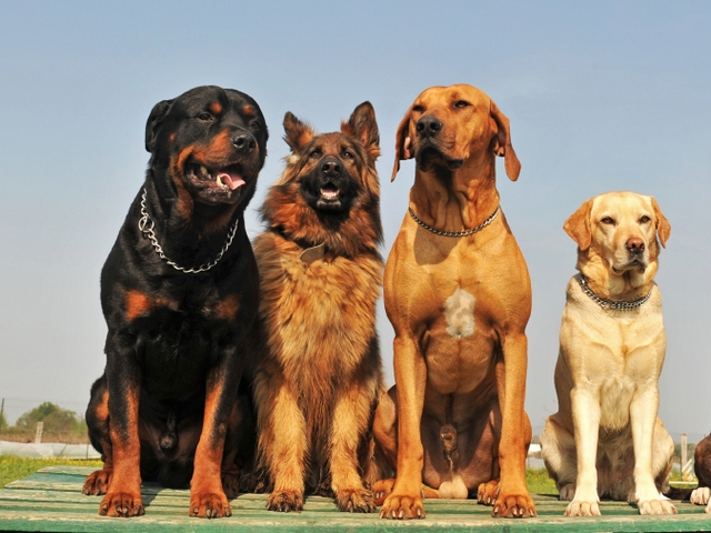 Крупные породы собак в Сухиничах | ЗооТом портал о животных